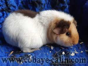 Buffy, cobaye US teddy