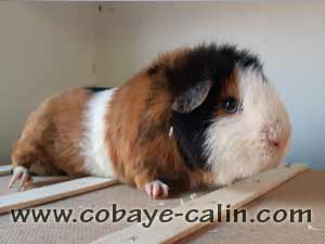 Gorbatchev des Aristochons, cobaye US teddy tricolore