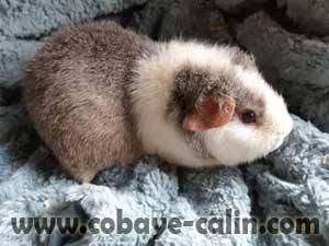 La&iuml;ka, cobaye US teddy agouti canelle et blanche