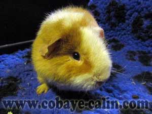 L&eacute;nine, cobaye US teddy