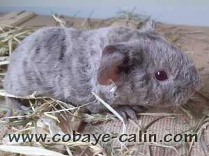 Lenna de Cobaye C&acirc;lin, cobaye US teddy lilas deux tons