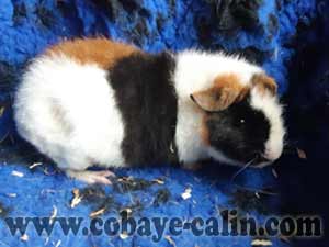 Tartaryn, cobaye US teddy