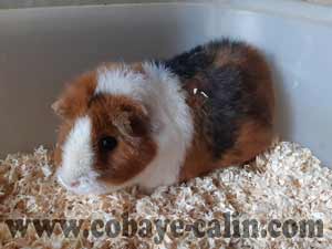 Tatiana, cobaye US teddy