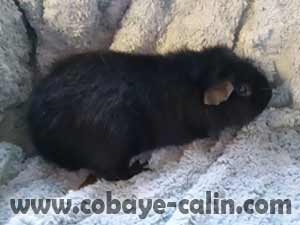 Ulysse des chons Degabadval, cobaye US teddy noir