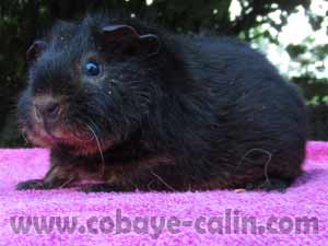 Utah des chons Degabadval, cobaye US teddy feu noir