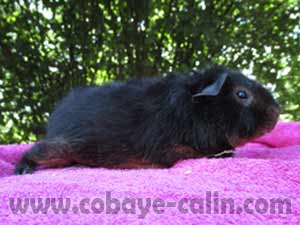 Utopie des chons Degabadval, cobaye US teddy feu noir