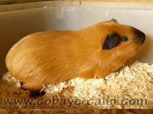 Actarus de Cobaye C&acirc;lin, cuy dor&eacute; cali noir