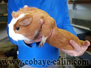 Adhara de cobaye c&acirc;lin, cuy PL dor&eacute;e et blanche