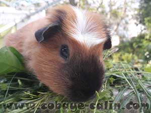 Anthares de Cobaye C&acirc;lin, CUY PL dor&eacute; californien bleu