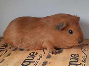 And&eacute;zine de Cobaye C&acirc;lin, cuy dor&eacute; cali noir