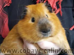 Anthares de Cobaye C&acirc;lin, cuy dor&eacute; califonien bleu