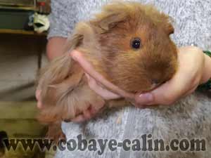 Aoura de cobaye c&acirc;lin, cuy shelty