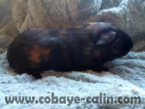 Barabas des Cuys du Centre, cuy noir et rouge