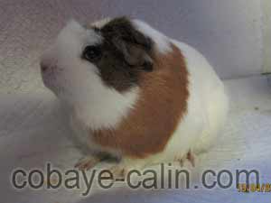 C&eacute;leste des Aristochons, cuy