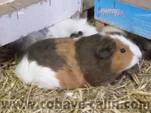 Circ&eacute; de cobaye c&acirc;lin, cuy &eacute;caille de tortue agouti dor&eacute;, dor&eacute; et blanche