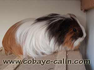 Damon des Aristochons