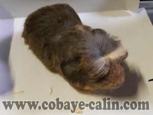 Desd&eacute;mone de Cobaye C&acirc;lin, cuy shelty porteuse CH