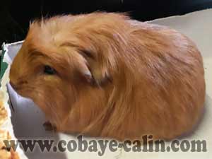 Diablesse de CObaye C&acirc;lin, cuy sheltu porteuse CH