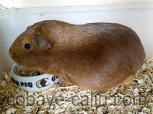 Douce de Cobaye C&acirc;lin, cuy PL agouti orange polydactyle
