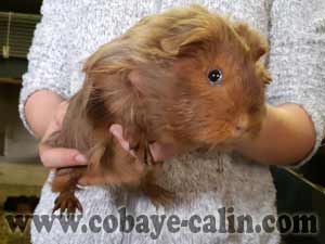 Dyoni, cuy shelty agouti orange