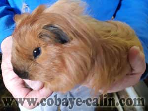 Eros de Cobaye C&acirc;lin, cuy shelty dor&eacute; cali noir