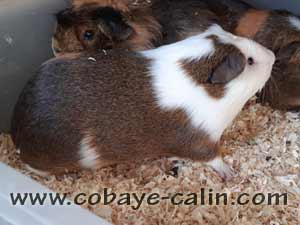 Galil&eacute;e des P&eacute;ruchons, cuy