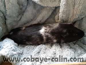 M&eacute;lissa de cobaye C&acirc;lin, cuy noire rouan