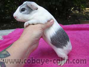Macowa de Cobaye C&acirc;lin, cuy agouti argent et blanche rouan