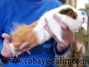 Mirzaka de Cobaye C&acirc;lin, cuy couronn&eacute;e dor&eacute; blanche