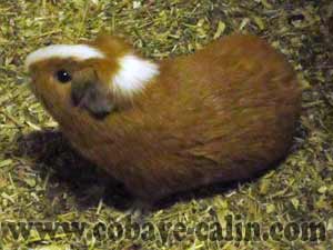 Mirzaktarus de Cobaye C&acirc;lin, cuy dor&eacute; et blanc