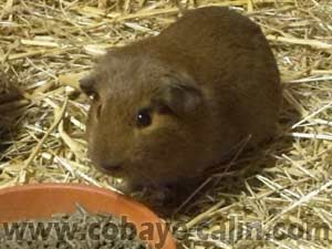 Nout des Chons Degabadval, cuy agouti havane califonienne havane