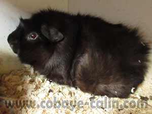 Nutella de Cobaye C&acirc;lin, cuy rosette havane rouan