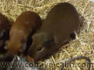 Nyx des chons Degabadval, cuy agouti dor&eacute; californienne noire