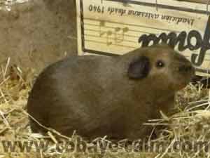 Nyx des chons Degabadval, cuy agouti dor&eacute; califonienne noire