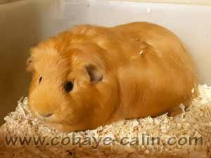 Orangette de Cobaye C&acirc;lin, CUY