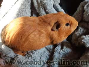 Origan des P&eacute;ruchons, cuy dor&eacute; porteur CH