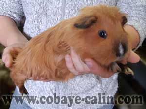 Rh&eacute;a de Cobaye C&acirc;lin, cuy shelty dor&eacute;e cali noire