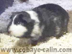 Rosco, m&acirc;le CUY noir rouan