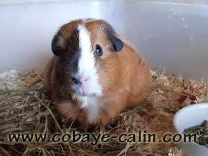 Saby, cuy agouti dor&eacute; dor&eacute; blanche cali noire, retrait&eacute;e