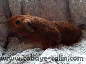 shimena cuy PL agouti dor&eacute;