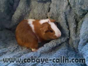 Sibiline de Cobaye C&acirc;lin, cuy PL agouti orange dor&eacute;e blanche