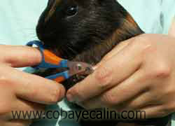 les griffes chez les cobayes