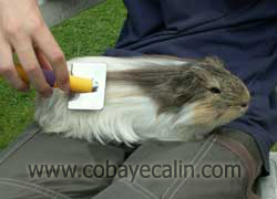 brossage cobaye