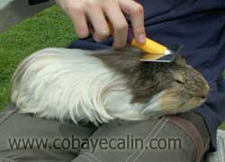 brossage cobaye
