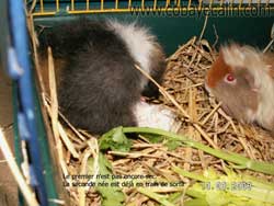 accouchement du cobaye
