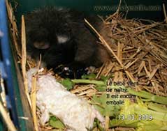 accouchement du cobaye