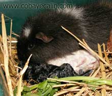 accouchement du cobaye