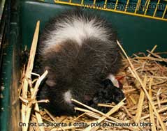 accouchement du cobaye