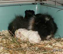 accouchement du cobaye