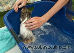 rin&ccedil;age du cobaye